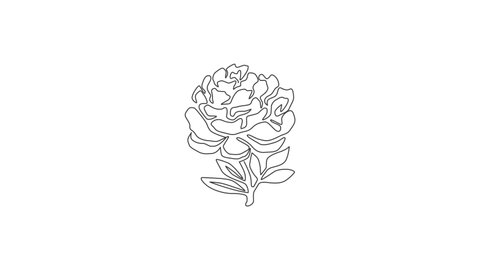 Animated self drawing of single continuous line draw beauty fresh paeony for garden logo. Printable decorative peony flower concept for home decor wall art poster print. Full length one line animation