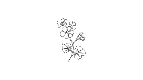 Animated self drawing of continuous line draw beauty fresh geranium for wall decor home art poster. Printable decorative cranesbills flower concept for card ornament. Full length tingle line animation
