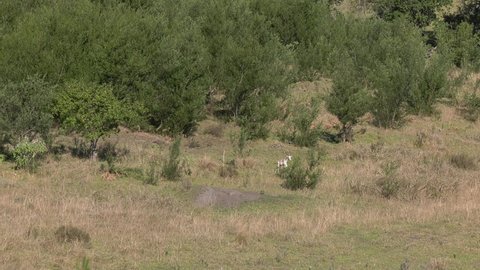 Impala Antelope running over African plain
