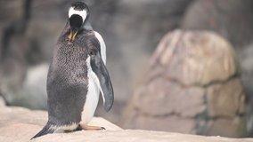Close up view of a Penguin standing on a rock. High quality 4k footage