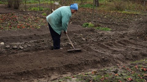 Woman, rake, vegetable garden. Preparing a garden flowerbed for planting