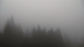 Picturesque view of mighty forest covered with mist, hyperlapse