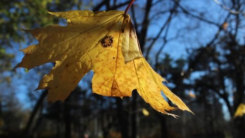 Last single yellow autumnal maple tree leave moving into warm sun light 