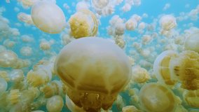 Magnificent Close-up of Big Jellyfish Palau, Micronesia with Small Fishes Passing By