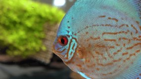 Side View of Blue-red Discus Fishes in a Freshwater Aquarium on Blury Green Seaweed and Bubbles