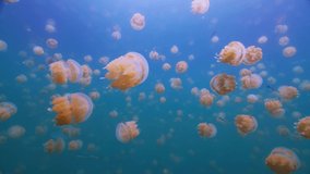 Amazing Close-up School Golden Jellyfishes in the Clear Blue Ocean Waters