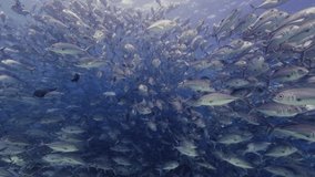 A School of Bigeye Jacks Caranx Sexfasciatus i in Deep Water Just Off Borneo, Kalimantan