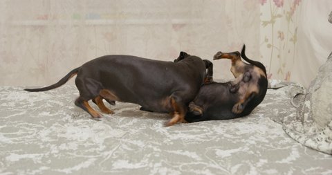 Two funny dachshund dogs play, attacking and biting each other as a joke, lying on the bed at home. Puppies spend time together. Two pets get along well in the same house.