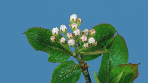 Time lapse blooming of chokeberry shrub. Blossoms of Aronia melanocarpa branches  isolated ob blue background.