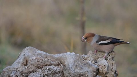 Hawfinch Coccothraustes coccothraustes. Songbirds eat seeds sitting on a stump in the forest. Slow motion.