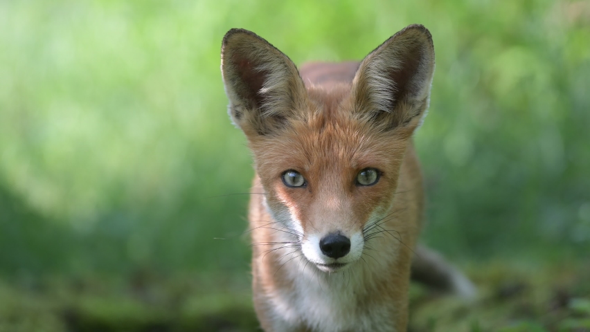 Red fox Vulpes vulpes. The head of a red fox on a green background.. The fox turns his head and looks at the camera. Close up. | Shutterstock HD Video #1082516359