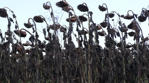 Dry autumn sunflowers with ripe seeds are ready for harvest.