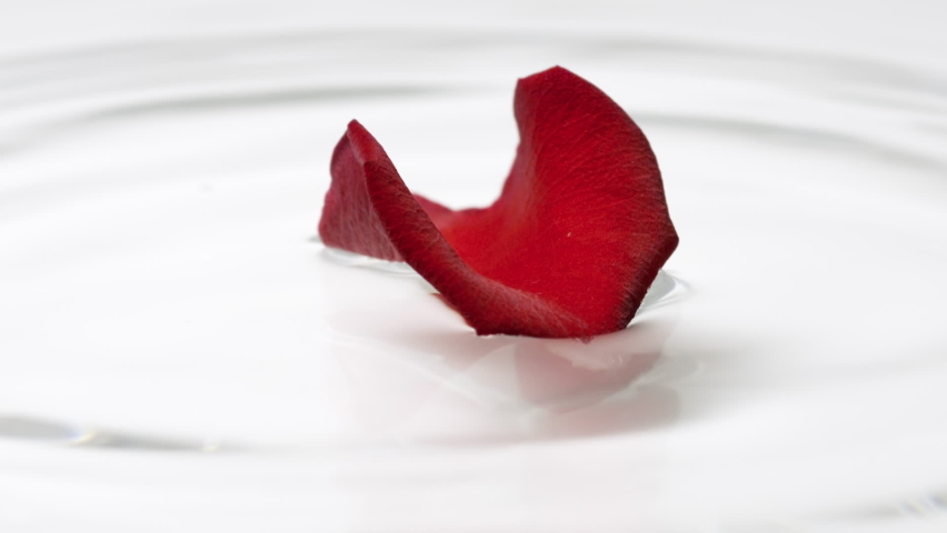 Petal of red rose falls on the water surface creating concentric circles on white background | Skincare cosmetics with rose water advertising