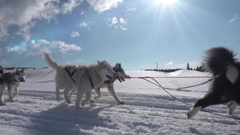 A team of sled dogs pulling a sled through the wonderful winter calm winter forest. Riding husky sledge in Lapland landscape