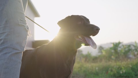 Energetic happy black Labrador retriever standing still with leash, dog tongue out waiting for command, walking dog on the beautiful weather outside, dog training strategy, sunlight lens flares