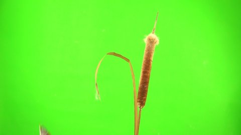 three baleen tits fly, eat and fly away on the reed (cattail) on a green background. studio, natural sound