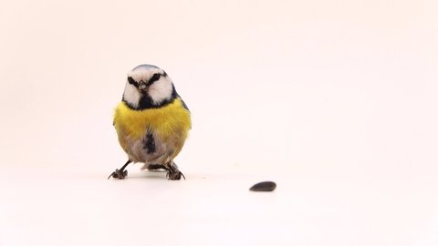 blue tit, Cyanistes caeruleus sits near sunflower seed and turns its head in different directions. white screen, studio