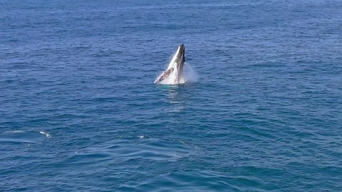 Humpback whale breaching during whale watching safari in Australia
