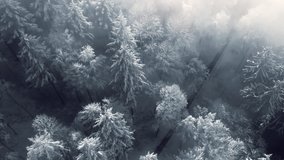Snow covered trees in a forest with moving mist and beautiful light, aerial birds eye view winter footage with the camera slowly spinning and tilting   - Powered by Shutterstock - Get 15% off with code: PIKWIZARD15