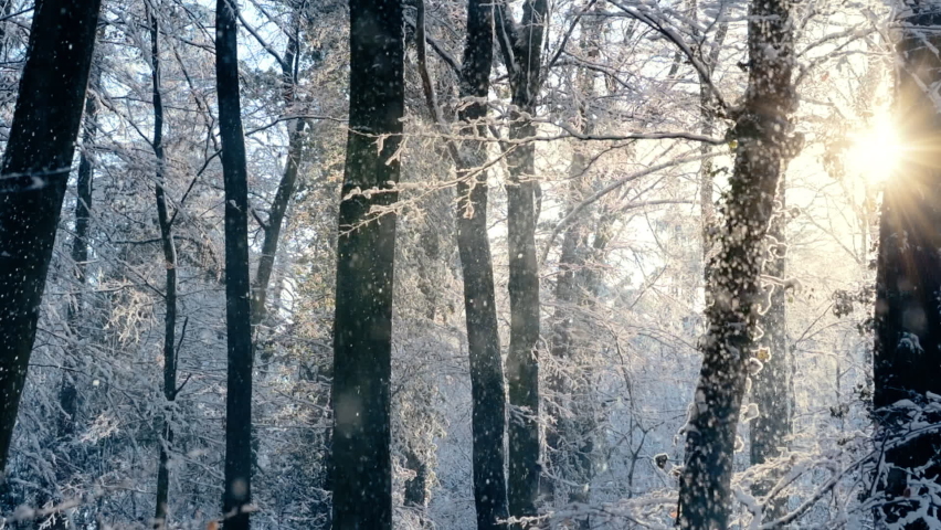 Enchanting winter scene in a forest with melting snow falling off the trees in front of the beautiful gold sun, panning slow motion footage  Royalty-Free Stock Footage #1082531272