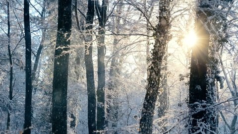 Enchanting winter scene in a forest with melting snow falling off the trees in front of the beautiful gold sun, panning slow motion footage 
