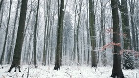 Snow gently falling in a forest, the camera slowly moving forward through the tree trunks and large snowflakes
 - Powered by Shutterstock - Get 15% off with code: PIKWIZARD15