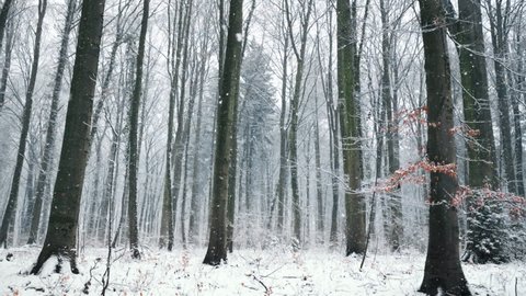 Snow gently falling in a forest, the camera slowly moving forward through the tree trunks and large snowflakes
