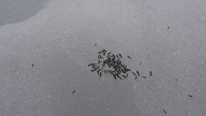 Glacier flea (Isotoma saltans), fleas crawl through the snow at the end of winter, preconnubia. Northern europe Royalty-Free Stock Footage #1082532154