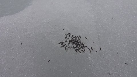 Glacier flea (Isotoma saltans), fleas crawl through the snow at the end of winter (thaw), preconnubia. Northern europe