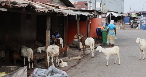 NIMA, GHANA - 30 SEP 2021: Poverty residential homes goats Muslim women Accra Ghana. Historical busy congested market residential area Accra, Ghana. Pollution and garbage. Homes low income poverty of 