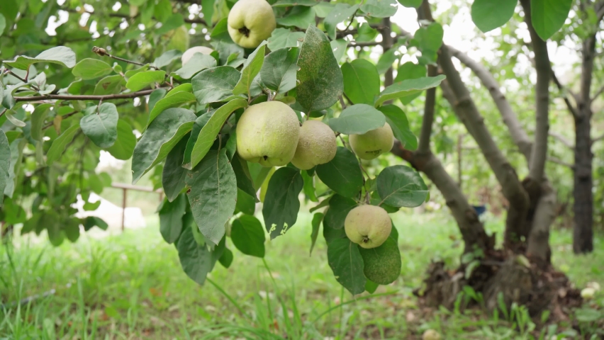 The quince Cydonia oblonga is a deciduous trees a pomefruit. Harvest in the garden, selective focus Royalty-Free Stock Footage #1082537725