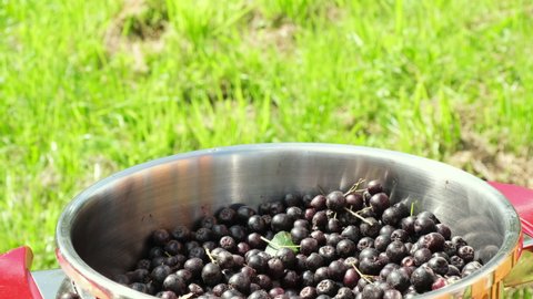 The hands of a woman, a man and a child take a handful of chokeberry from a pan. Family concept, harvest, summer 