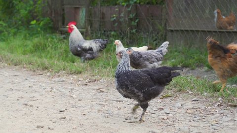 Many domestic rooster, hens walks, looking for food, worms, on green grass. Chicken feeding on rural barnyard. Barn yard in bird farm. Free range poultry farming concept. Spring time. Close up view