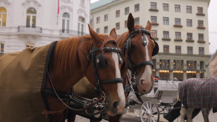 Horse Drawn Cab in the city of Vienna - Beautiful horses close up shot