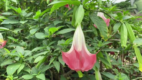 Brugmansia suaveolens, Brazil's white angel trumpet, also known as angel's tears and snowy angel’s trumpet, is a species of flowering plant in the nightshade family Solanaceae
