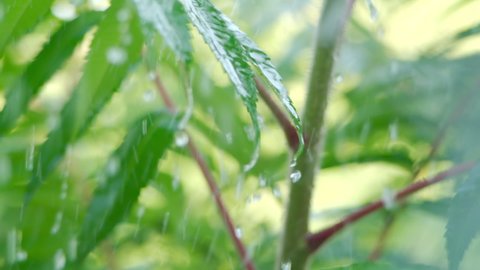 Slow Motion Rain Drops Dripping From Green Leaves Fern During Rain. Close-up Water Drops Green Leaves Foreground. Macro Rain Falling on Green Plant Leaf. Calm Relaxing Meditation Peaceful Background.