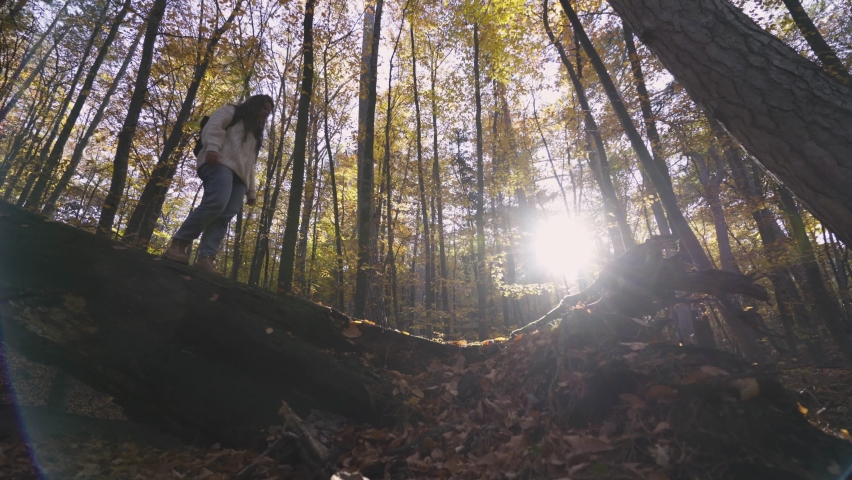 At distance woman hiker in silhouette walks along large old fallen tree trunk covered with yellow leaves enjoying autumn forest on sunny day. Low angle shot