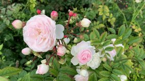 Fabulously beautiful roses of gentle pink color on a bush in the garden. For video presentation, advertising, background.