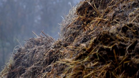 steaming dung heap in Germany in a closeup