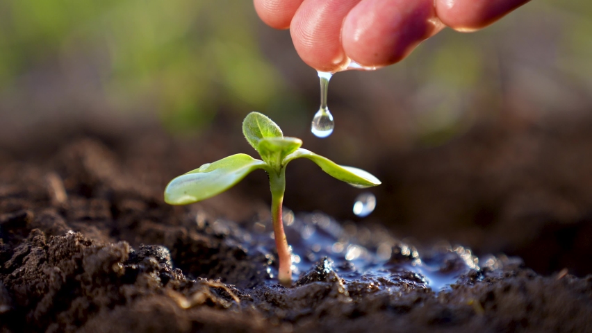 Agriculture. A farmer hand water green sprout. Green seedling in soil. Agriculture concept. Water drops, life of young sprout. Sprouted seed in fertile soil. Farmer hand waters young seedling in soil Royalty-Free Stock Footage #1082547538