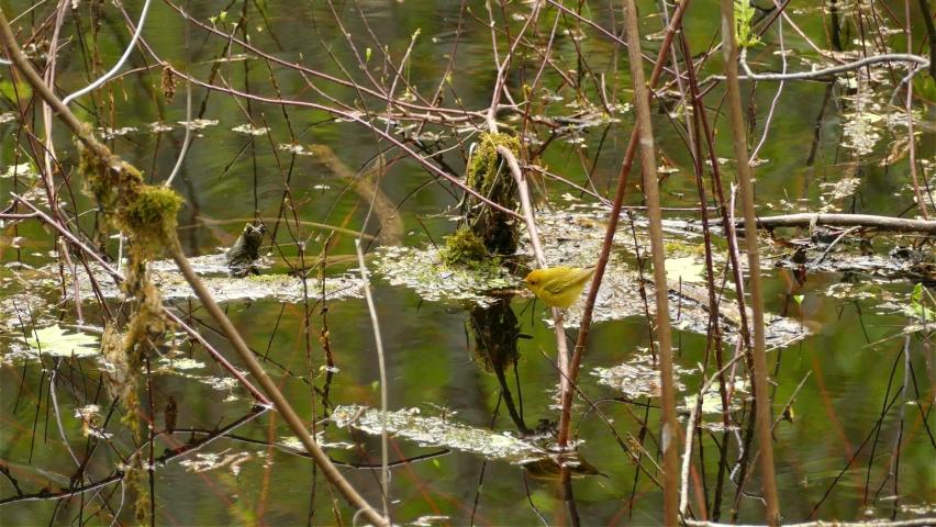 Cute little female American yellow warbler, setophaga petechia perching on a twig extruded out from the swampy lake with beautiful water reflection and fly off at the end, static wildlife bird shot.