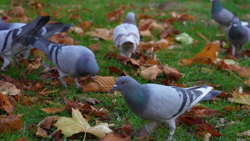 Flock of pigeons eating bread crumbs on the park in Autumn cold day