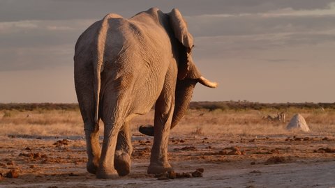 Majestic wide shot elephant bull walking away in beautiful golden light in Nxai Pan, Botswana. 