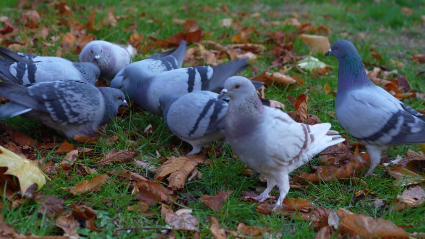 Wild pigeons eating bread crumbs in a city park, flock of hungry birds in Autumn