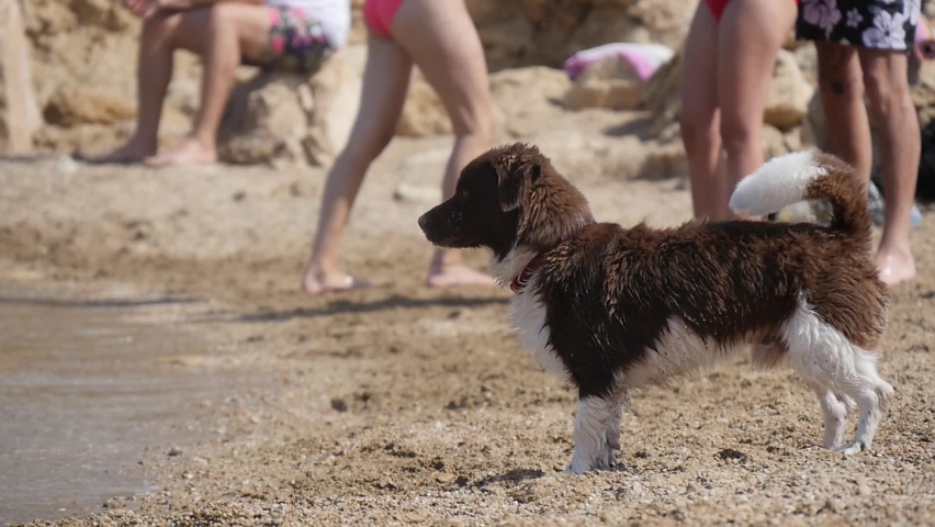 Corgi dog on the beach walking by the shore in slow motion