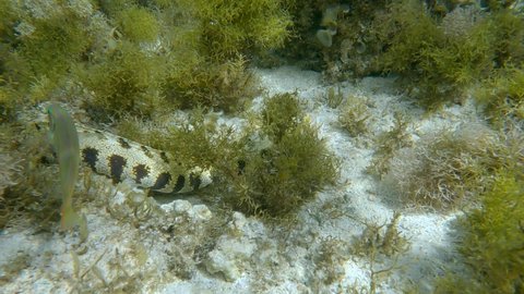 Snowflake moray or Starry moray ell (Echidna nebulosa) swims above seabed covered with Peacock's tail (Padina pavonica), Brown algae (Sargassum sp.) and Red algae (Liagora viscida) 4K-60fps
