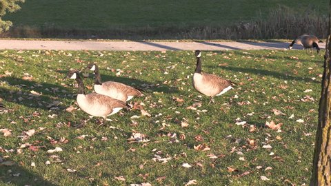 Markham, Ontario, Canada November 2021 Canada geese basking in warm fall autumn weather and refusing to migrate as they walk among the fallen leaves from the trees near Toronto Canada.