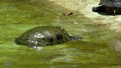 A tranquil tortoise dips its head in shallow water. South America reptilian: Chelidae.