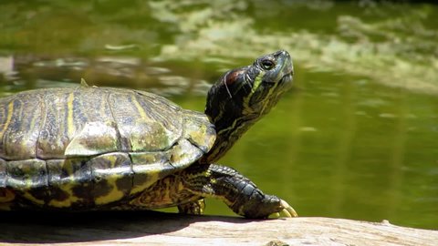 A nice turtle sunbathes. Beady reptilian eyes. South America reptilian: Chelidae.