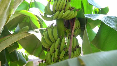 Green bananas. Bunch of banana. A banana tree in the sun.reen bananas. A banana tree in the sun.